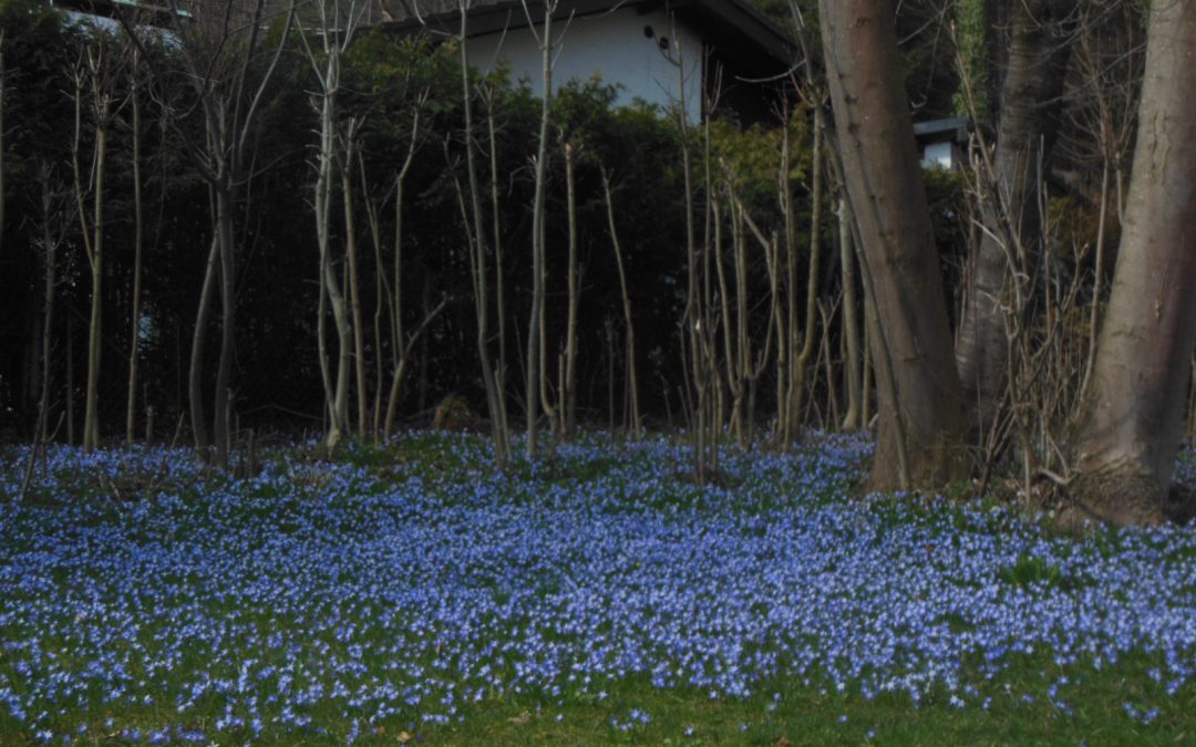 Frühling vor Ort