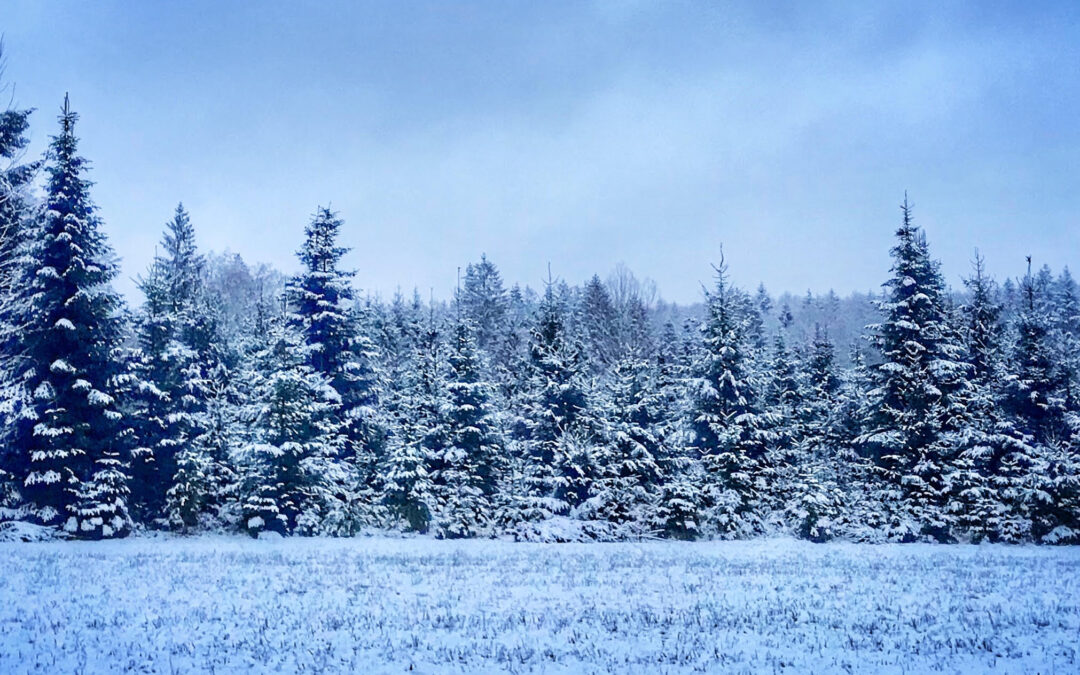 9. Türchen: Christbaumverkauf – regional & nachhaltig