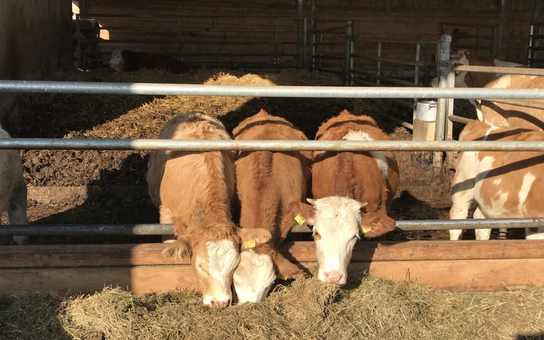 Besuch beim Biolandhof Märkl in Landsberied